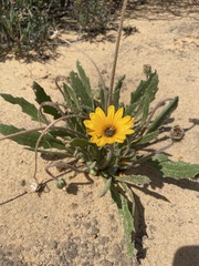 Arctotis breviscapa