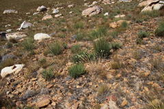 Aspalathus triquetra