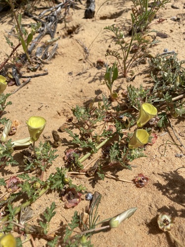 Image of Grielum humifusum by (c) Matt Berger, some rights reserved (CC BY)