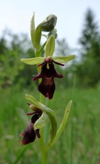 Ophrys insectifera
