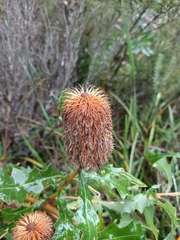 Banksia quercifolia