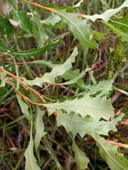 Banksia quercifolia