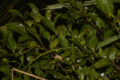 Endiandra discolor