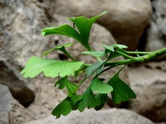 Ginkgo biloba