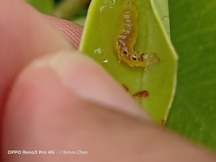 Glyphodes bivitralis