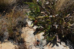 Protea laevis