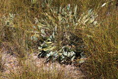 Protea laevis