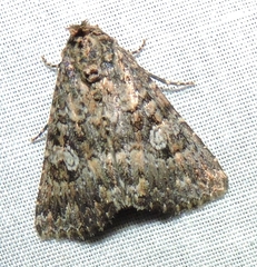 Condica aroana