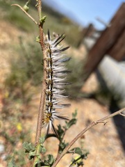 Striphnopteryginae