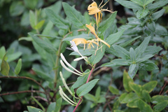 Lonicera japonica
