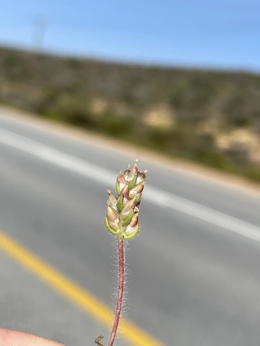 Image of Plantago capillaris by (c) Matt Berger, some rights reserved (CC BY)