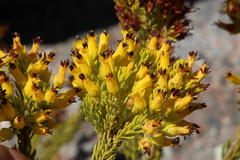 Erica parilis parilis