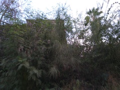 Parkinsonia aculeata