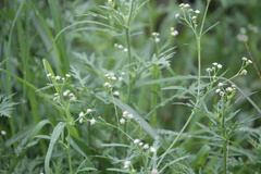 Parthenium hysterophorus