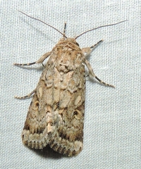Spodoptera umbraculata