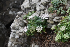 Kitagawia terebinthacea