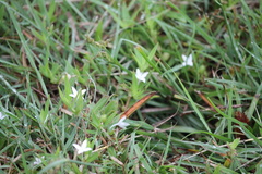 Diodia virginiana