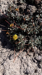 Eriogonum rosense