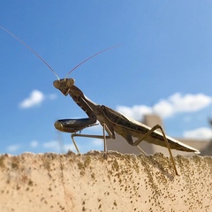 Sphodromantis viridis
