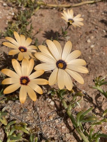 Image of Dimorphotheca pinnata by (c) Matt Berger, some rights reserved (CC BY)
