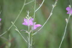 Agalinis heterophylla