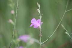 Agalinis heterophylla