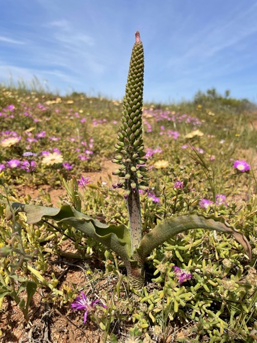 Lachenalia violacea