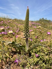 Lachenalia violacea
