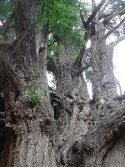 Ginkgo biloba