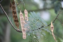 Albizia julibrissin