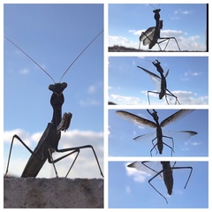 Sphodromantis viridis