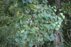 Triadica sebifera