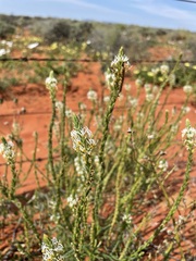 Hebenstretia robusta