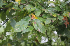 Ulmus americana