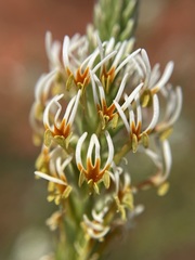Hebenstretia robusta