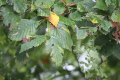 Ulmus americana