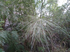 Parkinsonia aculeata