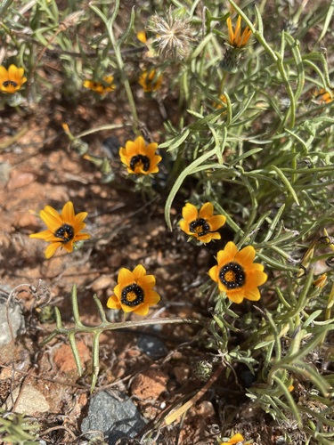 Image of Gazania tenuifolia by (c) Matt Berger, some rights reserved (CC BY)