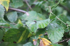 Ulmus americana