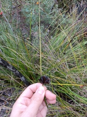 Mesomelaena tetragona