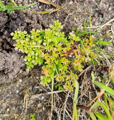 Crassula decumbens