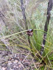 Mesomelaena tetragona