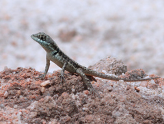 Tropidurus