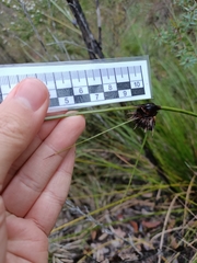 Mesomelaena tetragona