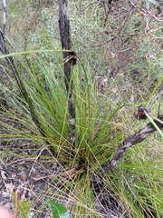 Mesomelaena tetragona