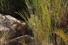 Paranomus bracteolaris