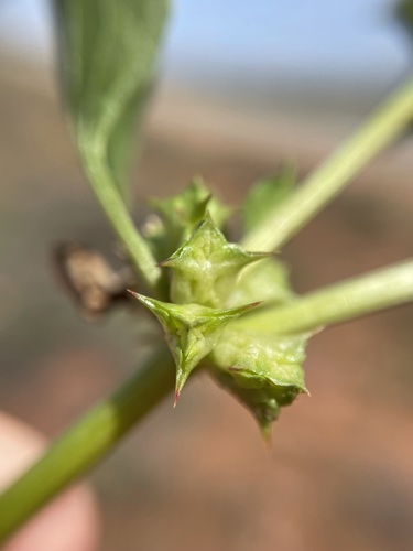 Image of Rumex hypogaeus by (c) Matt Berger, some rights reserved (CC BY)