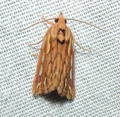 Meyrickella torquesauria