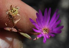 Lampranthus falcatus