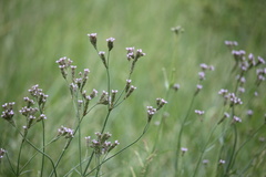 Verbena brasiliensis
